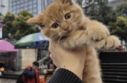 赤峰橘猫买卖网站地址电话号码