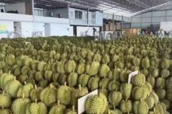 赤峰榴莲团购电话多少号码啊