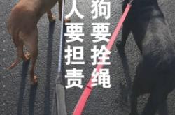赤峰新闻投诉狗不栓绳电话是多少