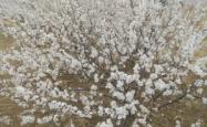 赤峰柏雪古筝工作室电话号码