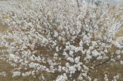 赤峰柏雪古筝工作室电话号码