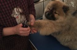 赤峰市种犬场电话号码