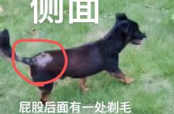 赤峰出售土狗电话号码是多少号