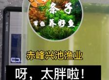 赤峰胖子游泳馆电话多少号