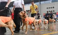 赤峰市导盲犬训练基地电话号码