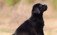 赤峰市宠物犬出售电话号码