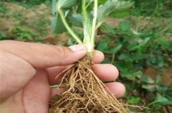 赤峰市种植农场电话号码查询