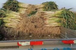 赤峰市区卖大葱电话号码是多少