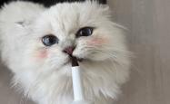 赤峰小马哥猫舍电话地址查询