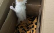 赤峰同城小奶猫电话号码查询