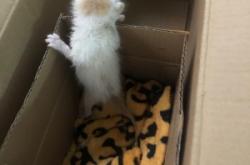 赤峰同城小奶猫电话号码查询