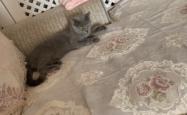 赤峰收猫电话号码多少啊