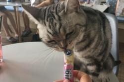 赤峰万达猫馆电话地址查询