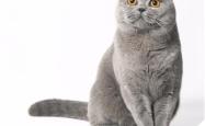 赤峰蓝猫幼猫售卖地址电话号码