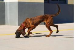 赤峰市搜救犬收养所电话号码