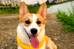 赤峰寻找柯基犬的电话号码