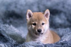 赤峰柴犬犬舍基地电话号码