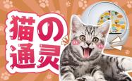 赤峰同城买猫砂电话号码多少