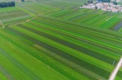 赤峰种植辣根基地电话号码