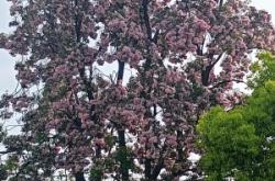 赤峰梧桐花镇水泥厂电话号码