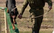 赤峰市军犬基地电话地址查询