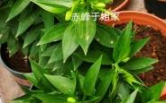 赤峰盆栽送货上门电话号码是多少