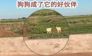 赤峰狗狗咖啡馆电话多少号