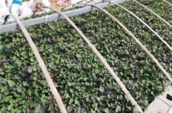 赤峰中华草龟种植基地电话号码