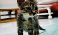 赤峰同城领养猫猫电话号码查询
