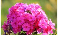 赤峰免点花生产商电话号码