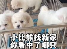 赤峰比熊宠物店电话地址查询