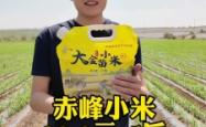 赤峰高档小米手机店电话号码