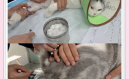 赤峰爱宠医院电话多少号码
