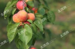 赤峰水果加工厂电话号码多少