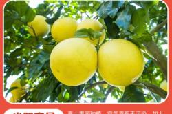 赤峰红柚团购电话号码查询