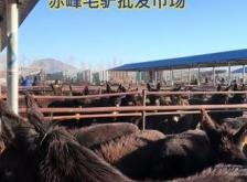 赤峰养驴电话是多少钱的