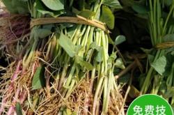 赤峰辣皮子批发电话多少号