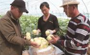 赤峰采摘葡萄酒的地方电话号码
