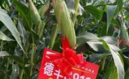 赤峰市德丰种业有限公司