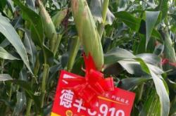 赤峰市德丰种业有限公司