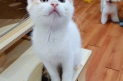 赤峰猫咪送养中心电话是多少号