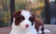 赤峰宏伟犬舍电话号码查询是多少