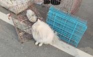 赤峰市卖兔子的地方电话号码