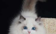 赤峰收布偶猫的电话号码是多少