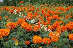 赤峰花契鲜花店地址电话号码