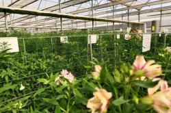 赤峰海盛鲜花店电话号码多少