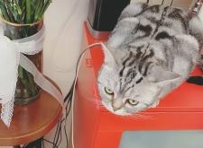 赤峰寻找虎斑猫电话号码查询