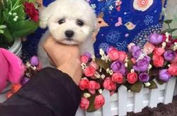 赤峰比熊宠物店地址电话号码