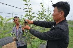 赤峰苹果树修剪基地电话号码