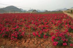 赤峰市玫瑰花园社区电话号码